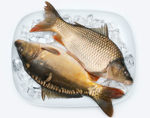 carp on ice