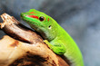 Madagaskar Taggecko auf einem Ast