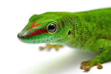 Portrait Madagaskar Taggecko