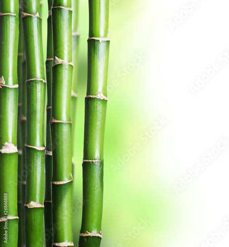lodygi-bambusu-na-bialo-zielonym-tle