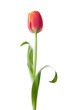 Tulip flower on white background