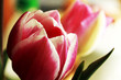 canvas print picture - Tulpe