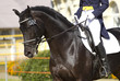 © Farmer - dressage horse