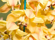 Yellow Cymbidium or orchid flower