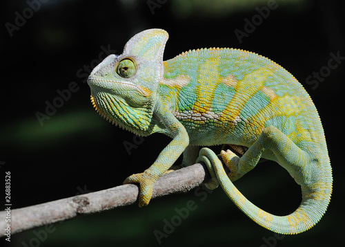 Naklejka samoprzylepna Kameleon