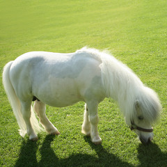 an image of a single white pony