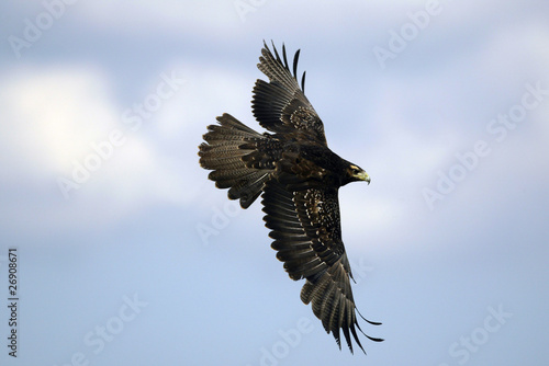 Adler Im Flug 3 Buy This Stock Photo And Explore Similar Images