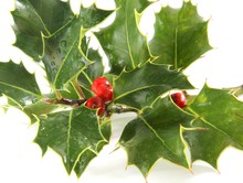 European Holly Isolated On White Background