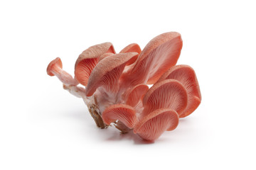 Wall Mural - Cluster of pink oyster mushroom