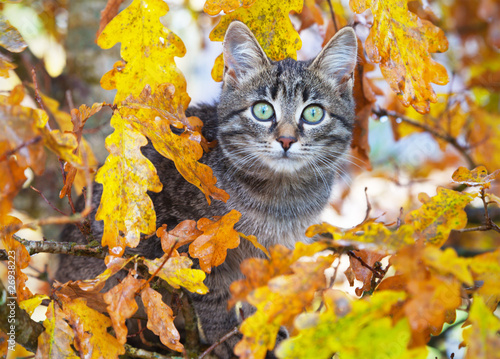  Plakat koty   piekny-kotek-siedzacy-na-jesiennym-drzewie