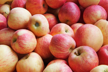 Wall Mural - Pile of red and yellow apples