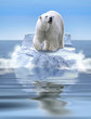 Eisbär im Meer