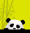cute little panda need attantion