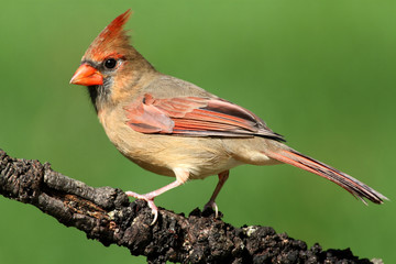 Aufkleber - Female Cardinal On A Branch