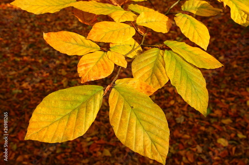 Naklejka samoprzylepna Jesienne liście - fagus notofagus