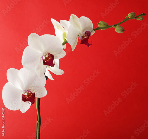 Board z aluminiowym obramowaniem Orchidea
