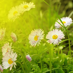 Foto zasłona trawa aromaterapia stokrotka piękny