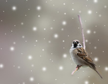 Little  Bird Sparrow In Winter Time