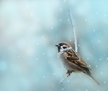 Little Sparrow Bird In Winter Time