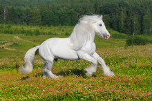 White Horse Runs Gallop On The Meadow