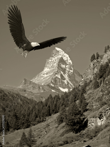 Tapeta ścienna American bald eagle blue sky mountain old