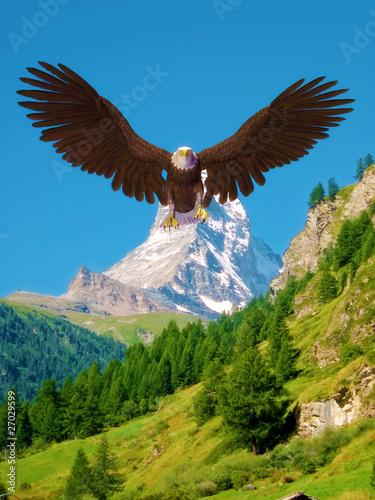 Tapeta ścienna American bald eagle blue sky mountain landing