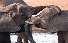 Two Elephants Greeting At Waterhole Lovingly