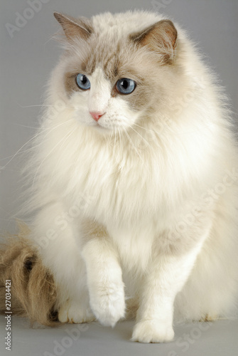 ragdoll race