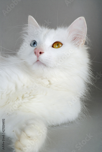 Chat Race Turc De Van Stock Photo Adobe Stock