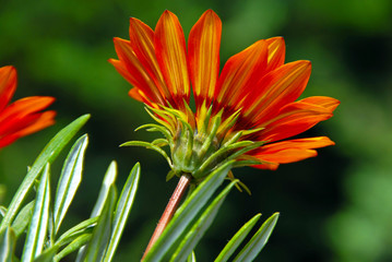 Orange flower over green