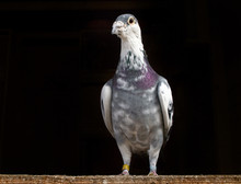 Racing Pigeon Sitting On Wood Against A Black Background.