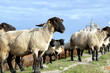 Mouton pré-salé du Mont Saint Michel