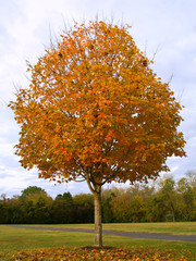 fall sugar maple