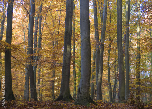 Naklejka na szybę Jesienny las bukowy