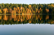 Autumn forest reflection