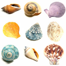 Colorful Seashells On A White Background