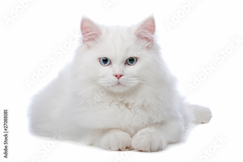 Photographie Deux chats blancs aux yeux bleus et jaunes