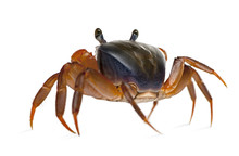Rear View Of Patriot Crab, Cardisoma Armatum