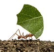 Leaf-cutter ant, Acromyrmex octospinosus, carrying leaf
