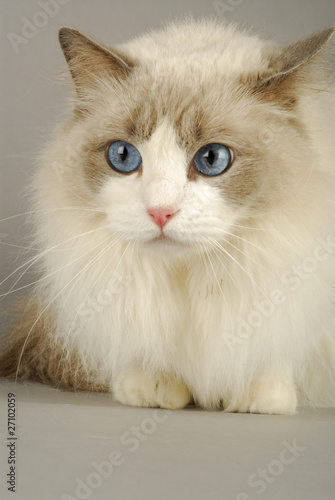 Chat Race Ragdoll Robe Bleu Bicolore Photo Stock Adobe Stock