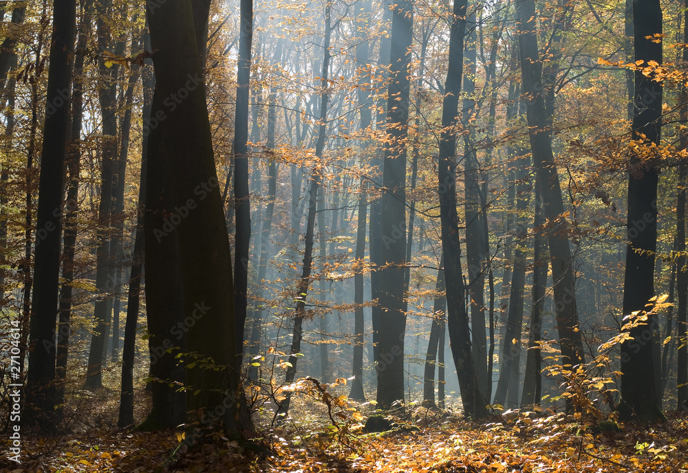 Jesienny las bukowy - obrazy, fototapety, plakaty 