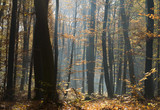 Fototapeta Na ścianę - Jesienny las bukowy