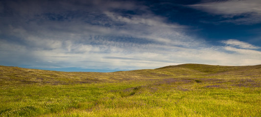 Wall Mural - Green meadow