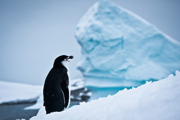 Wall Mural - black and white penguin