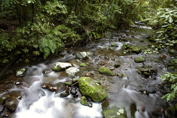 Canvas Print - Stream