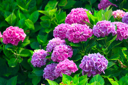 rhododendron