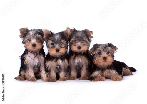 Fotografía Yorkshire terrier puppy on white background