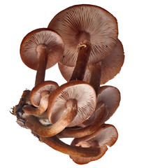 Poster - group of brown honey fungus