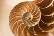 Leinwanddruck Bild - close up nautilus shell pattern