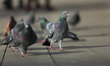 Walking Pigeons